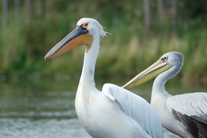 Pelikane in der Zoom-Erlebniswelt Gelsenkirchen