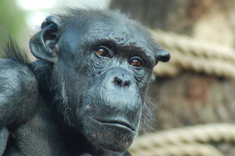 Menschenaffen: Schimpanse in der Zoom Erlebniswelt