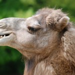 Ein cooles Kamel im Wuppertaler Zoo!