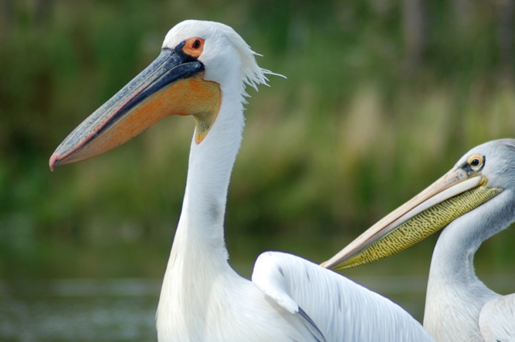 Pelikane in der Zoom-Erlebniswelt Gelsenkirchen