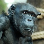 Menschenaffen: Schimpanse in der Zoom Erlebniswelt