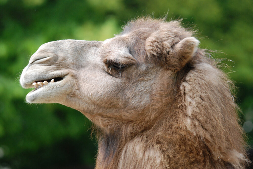 Kamel im Wuppertaler Zoo